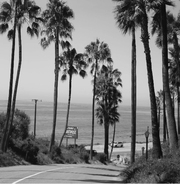 Palm-lined road descending toward the California coast